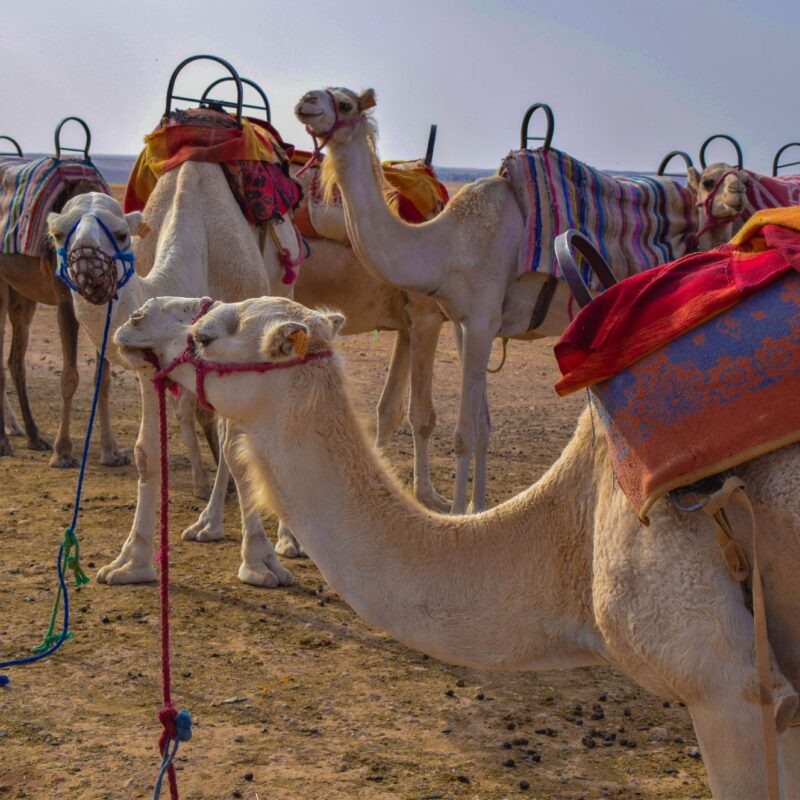 Aventure en famille dans le désert du Sahara au Maroc