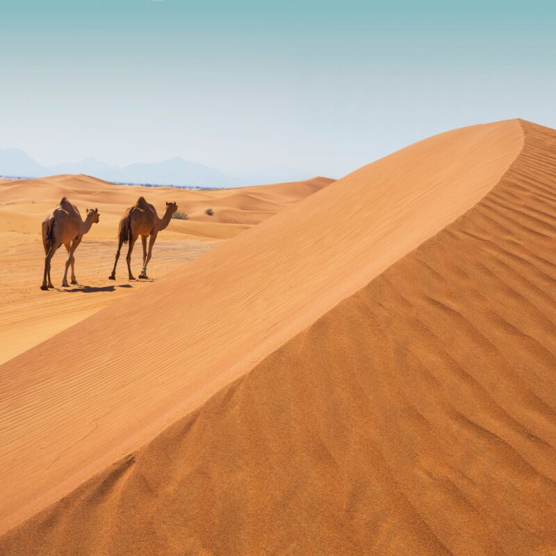 Aventure en famille dans le désert du Sahara au Maroc